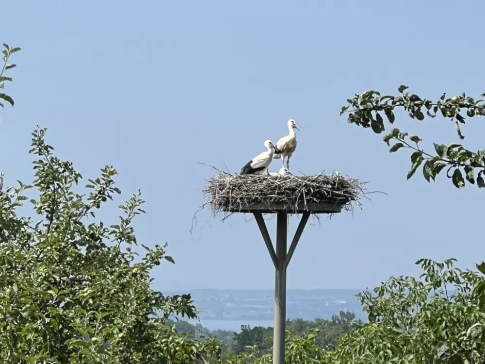 Zimmer für Naturliebhaber