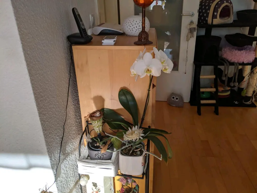 3 Raum Wohnung f. 7 Monate