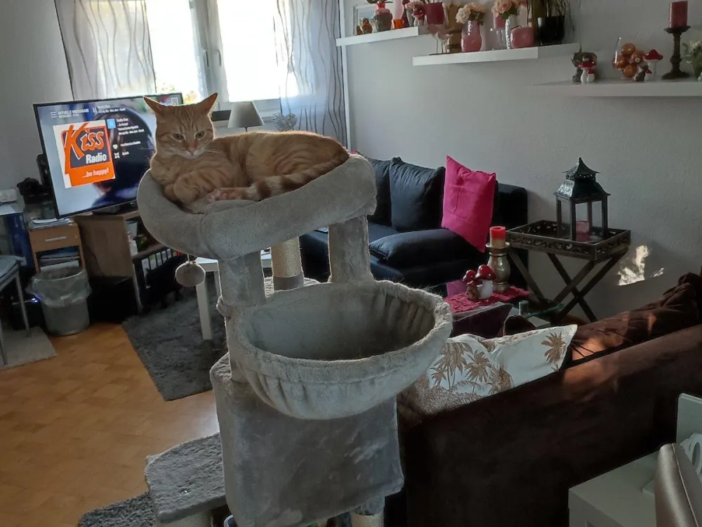 Suche Nachmieter in Rissen