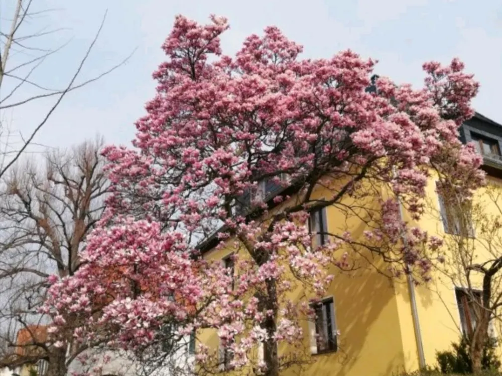 2-Raumwohnung im grünen und ruhigem Dresden-Tolkewitz