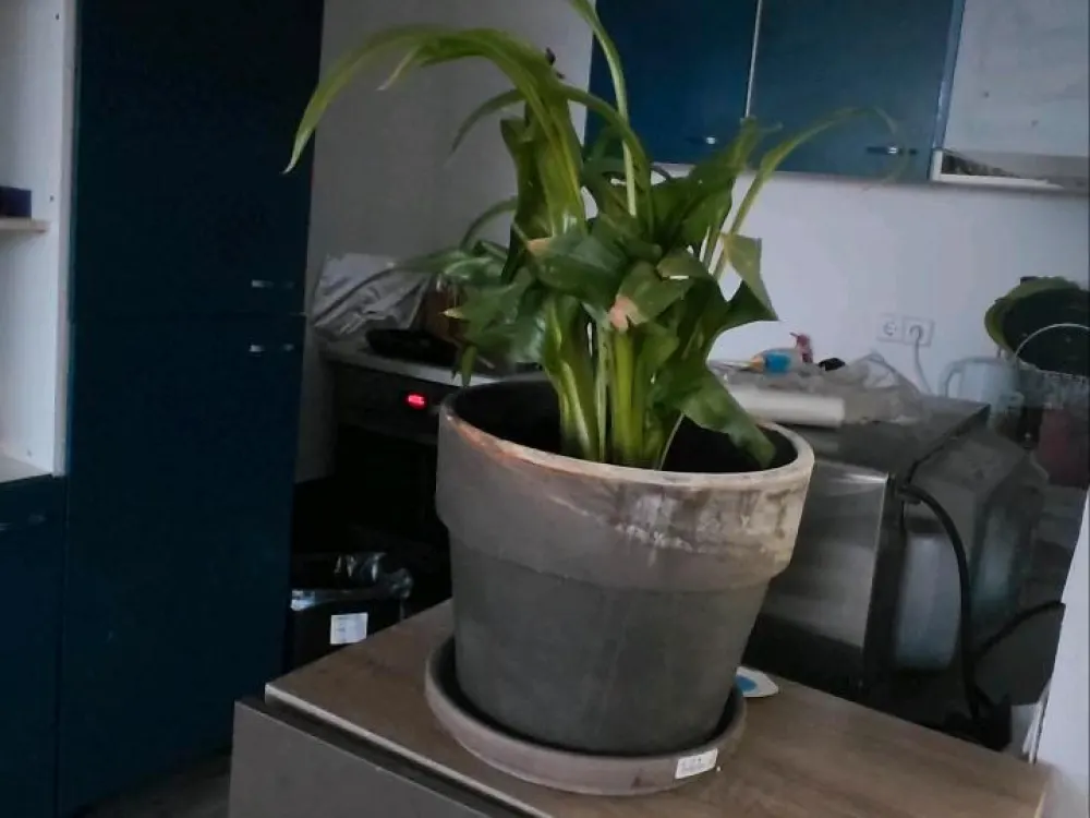 Wohnung zu
