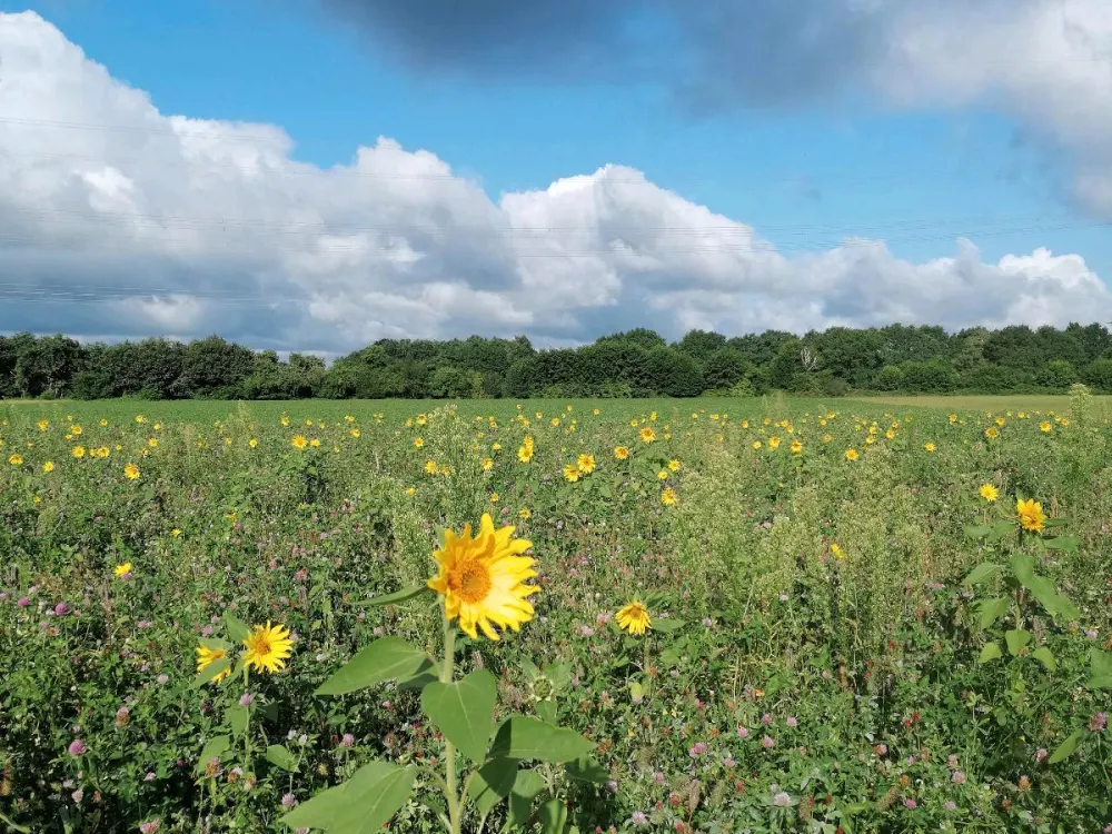 Wohnen mit der Natur. In Ruhe und Gemeinschaft