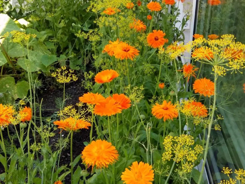Sonnige 2,5-Zimmer-Penthouse-Wohnung mit Wintergarten