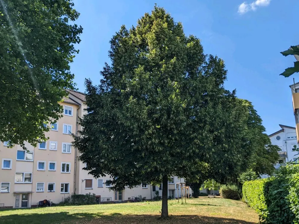 3 ZKBB Hochparterre Eschersheim Bestlage