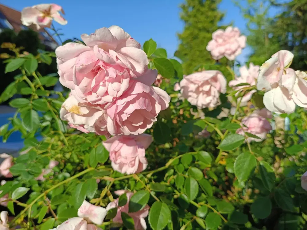 Zauberhaftes Wohnen als Untermiete/Frauen WG in Gartenwohnung mit Pool
