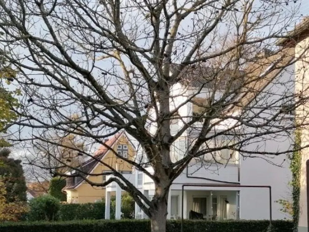 3 Zimmer Wohnung in Meersburg zu vermieten
