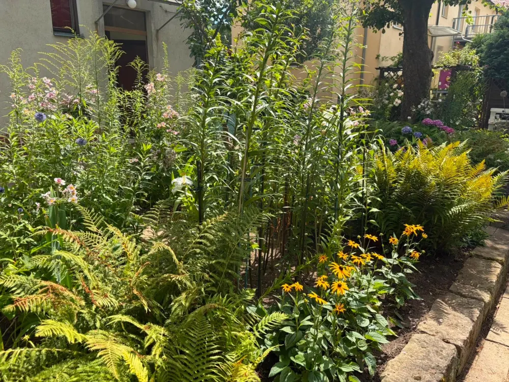 Helle 2-Zimmer-Wohnung mit Garten in Dresden