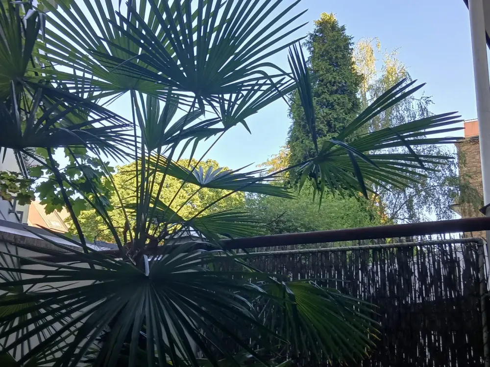 FISCHER Str.,Düsseldorf-Pempelfort, Nähe Hofgarten, Rhein,2 Zi., Bad, Panoramablick!Exkusiver Garten