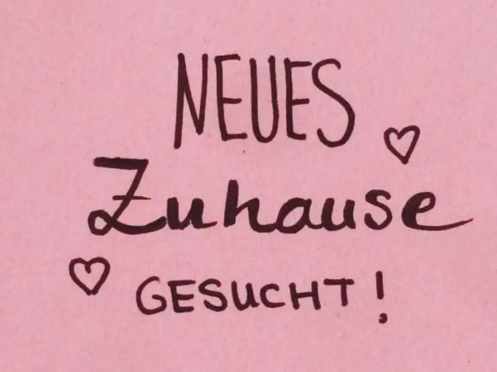 Ruhige Studentin sucht möbliertes 1-1.5 Zimmer Apartment