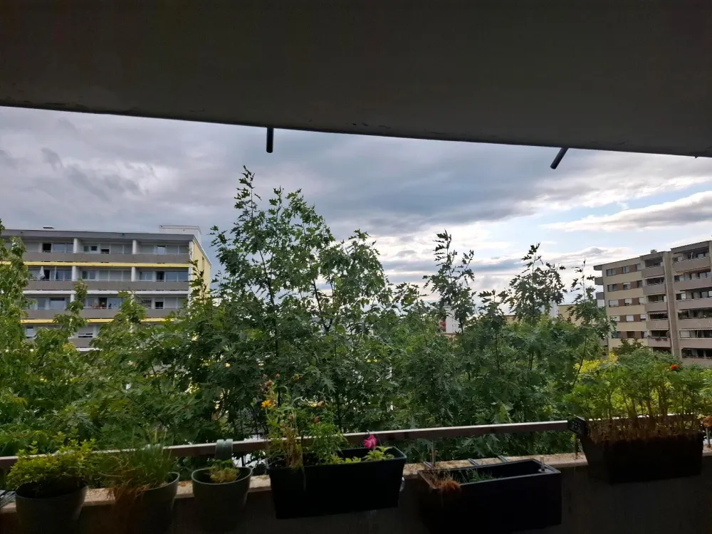 1-Zi-Wohnung ab November -voll möbliert, mit Balkon u. guter Lage