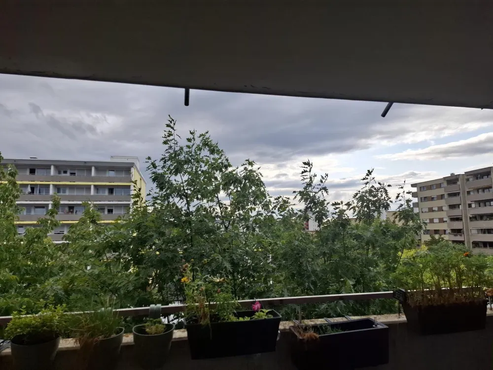 1-Zi-Wohnung ab November -voll möbliert, mit Balkon u. guter Lage